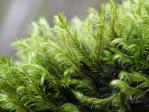 moss