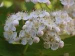 ナナカマドの花畑