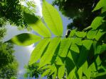 サワグルミが見上げる夏空